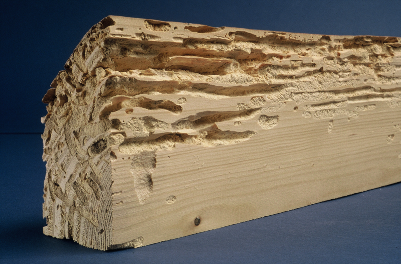 Gỗ bị mục rỗng vì không được bảo vệ đúng