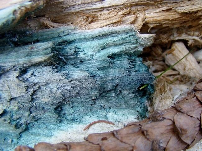 Gỗ bị nhiễm nấm do tác động của độ ẩm