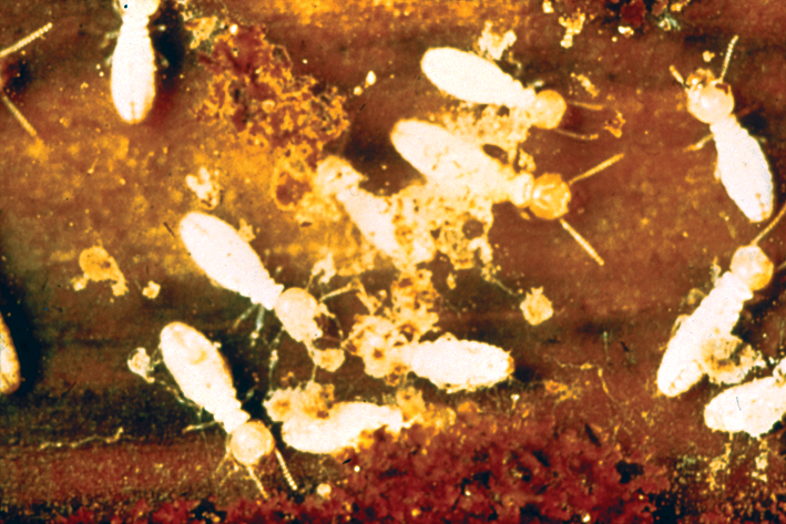 Gỗ bị mối mọt côn trùng tấn công